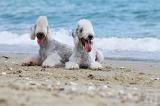 BEDLINGTON TERRIER 048